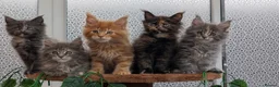 Maine Coon cats for sale: Adorable Maine coon kittens  - Advert 15