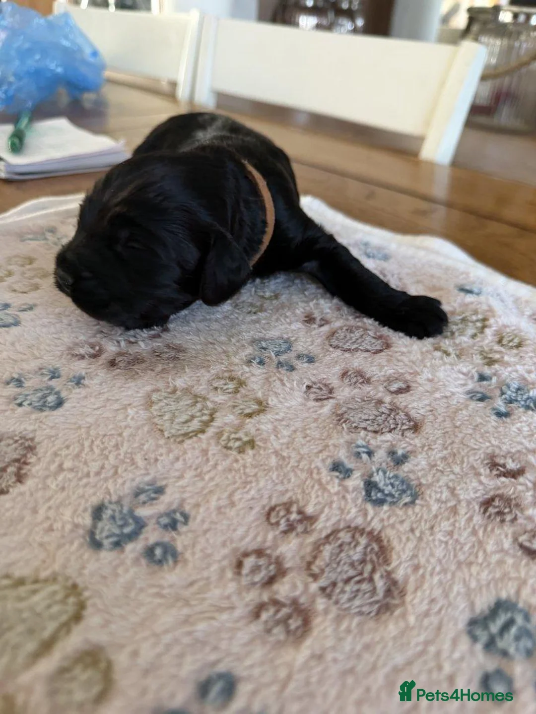 Cockapoo dogs for sale: Beautiful Cockapoo Puppies — 2 Boys, 3 Girls in Coventry - Advert 6
