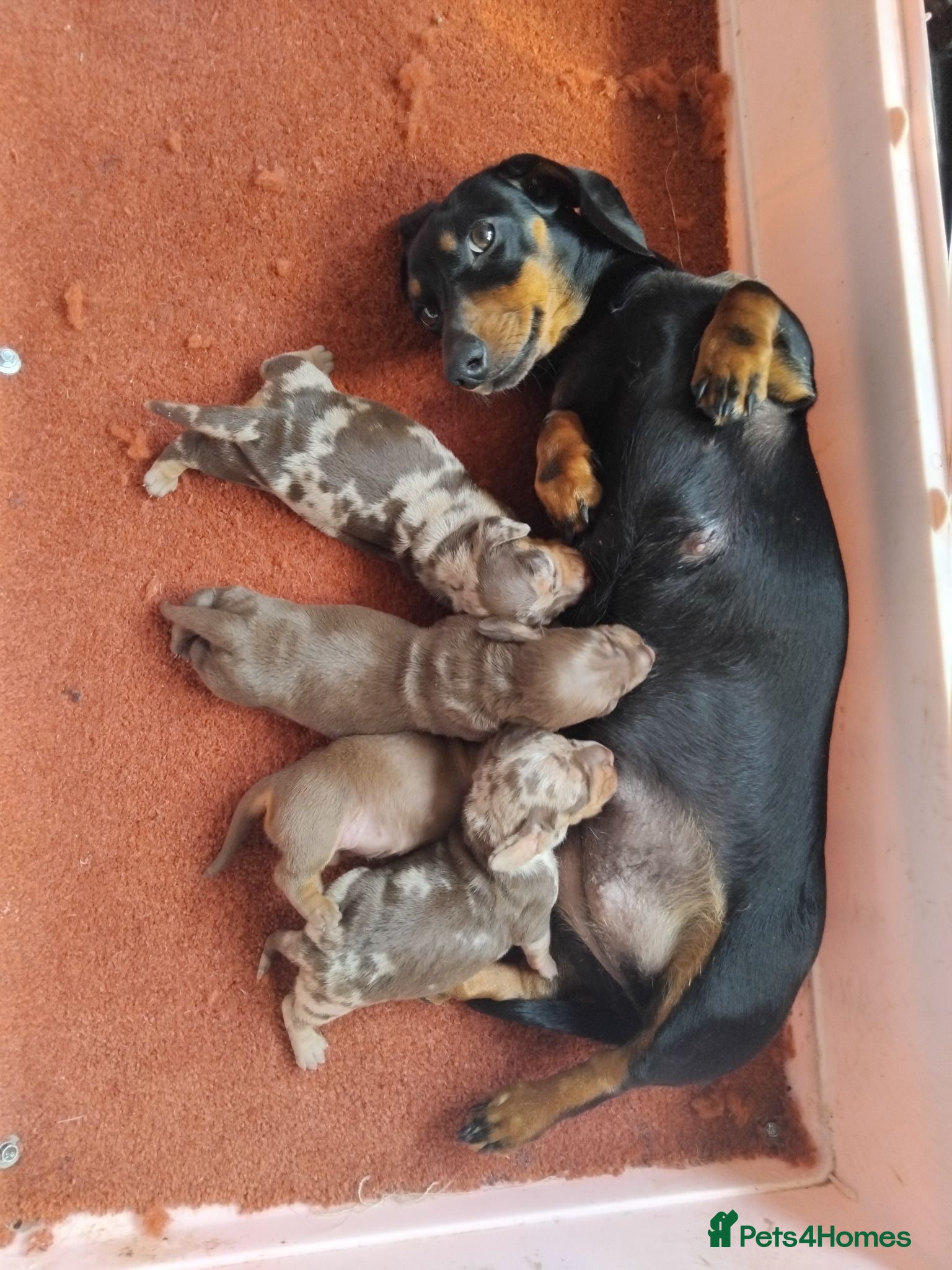 Miniature Dachshund dogs Kc registered miniature dachshund puppies - Advert 1