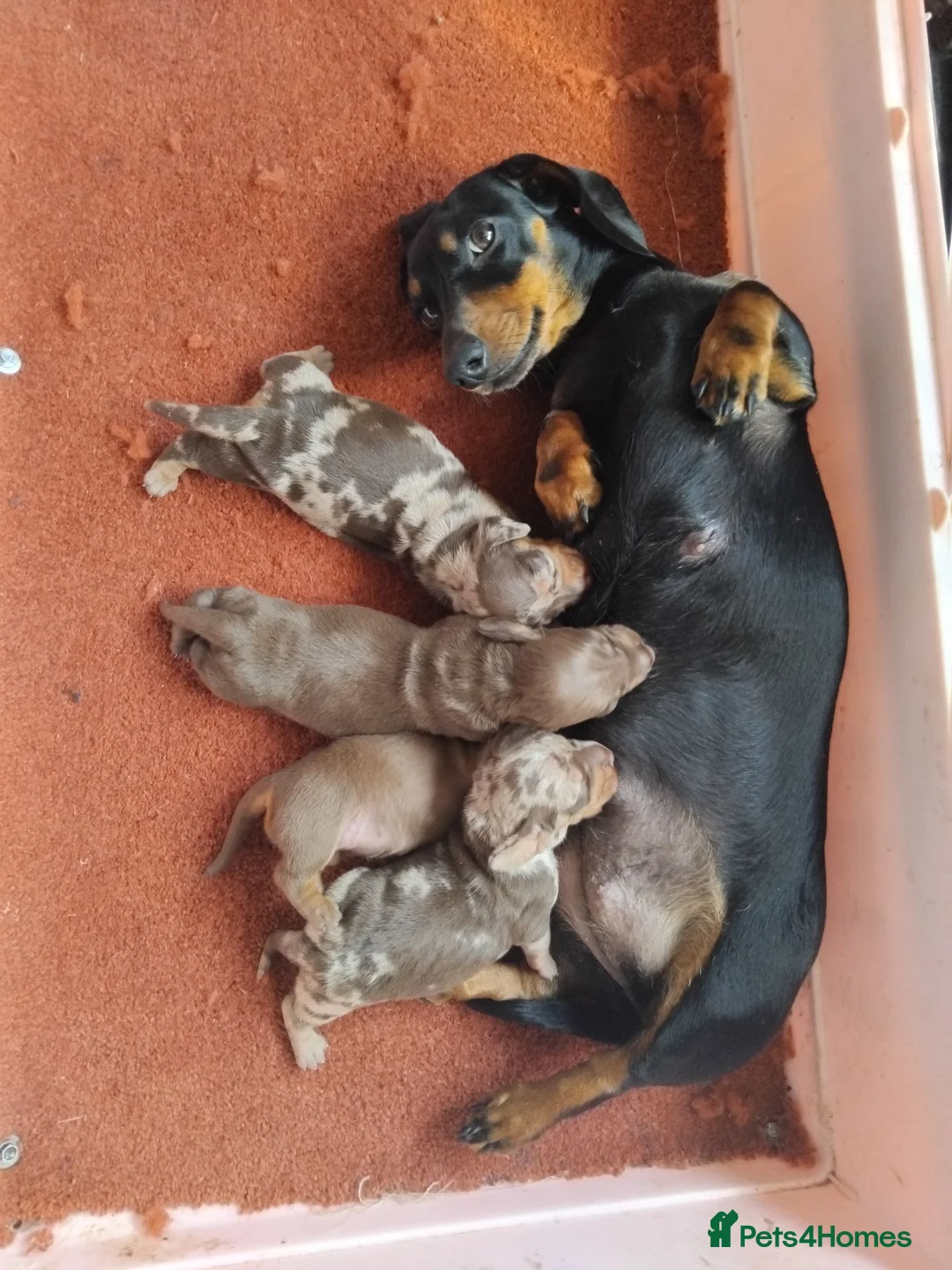 Miniature Dachshund dogs for sale: Kc registered miniature dachshund puppies - Advert 1