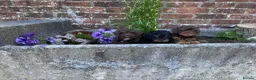 Cockapoo dogs for sale: 8 weeks old f1 cockapoo puppies ready now  - Advert 2