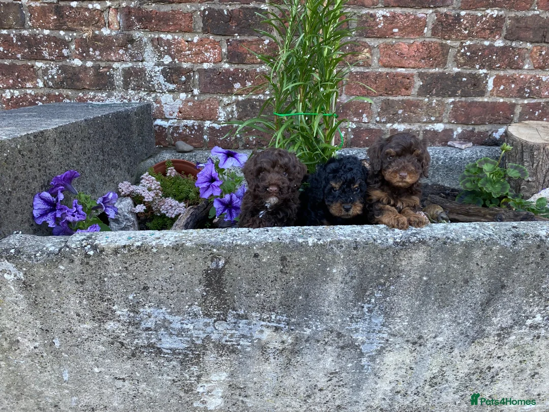 Cockapoo dogs for sale: 8 weeks old f1 cockapoo puppies ready now  - Advert 2