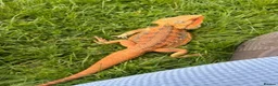 Bearded Dragon reptiles for sale: Bearded dragon - Advert 4