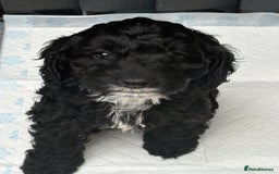 Cockapoo dogs for sale: Beautiful cockapoos  - Image 2