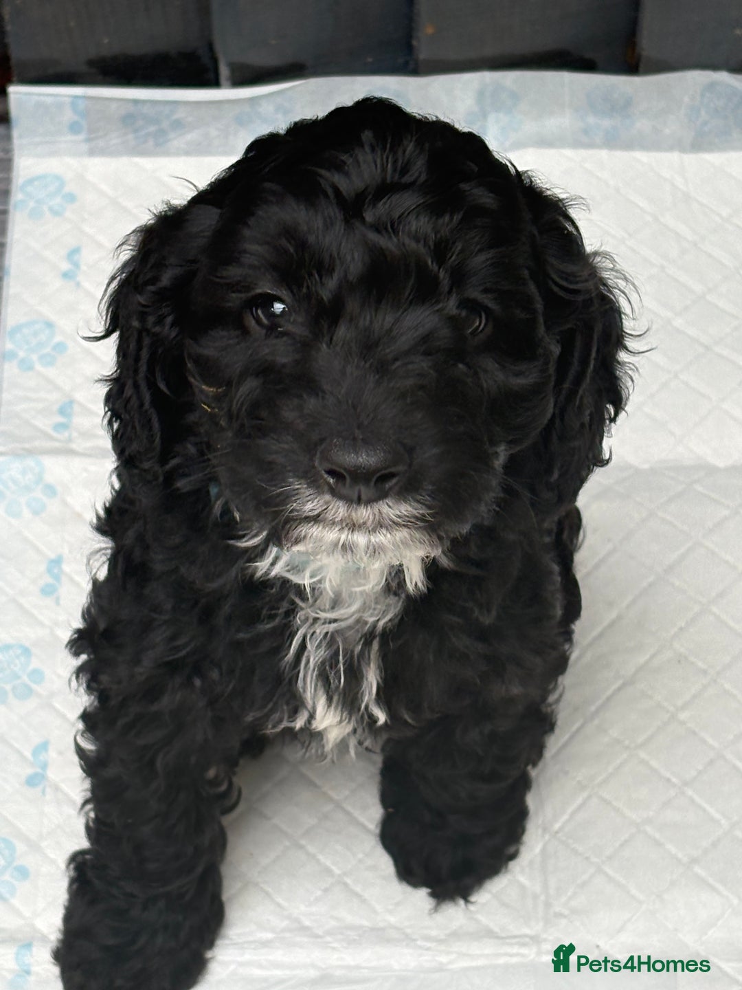Cockapoo dogs for sale: Beautiful cockapoos  - Image 2