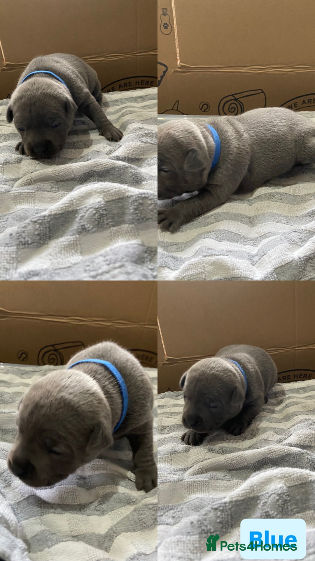 Staffordshire Bull Terrier dogs for sale: 4 Blue Staff Puppies Available  - Advert 6