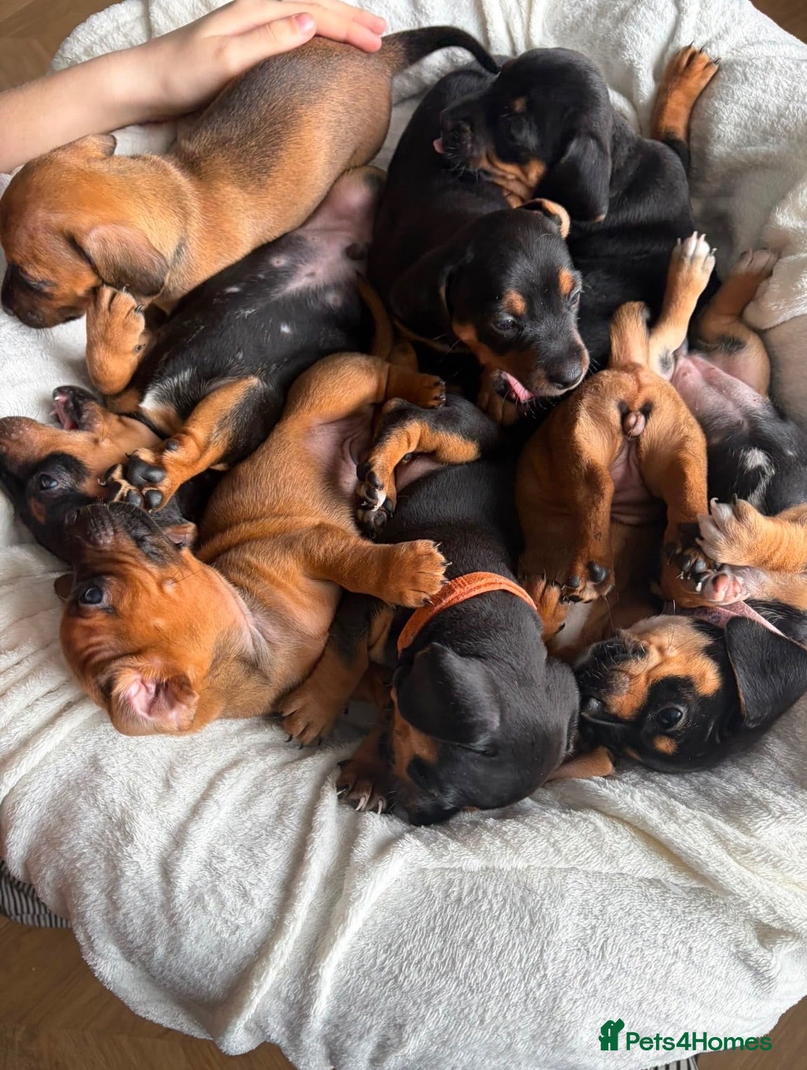 Mixed Breed dogs Miniature Dachshund cross puppies  - Advert 13
