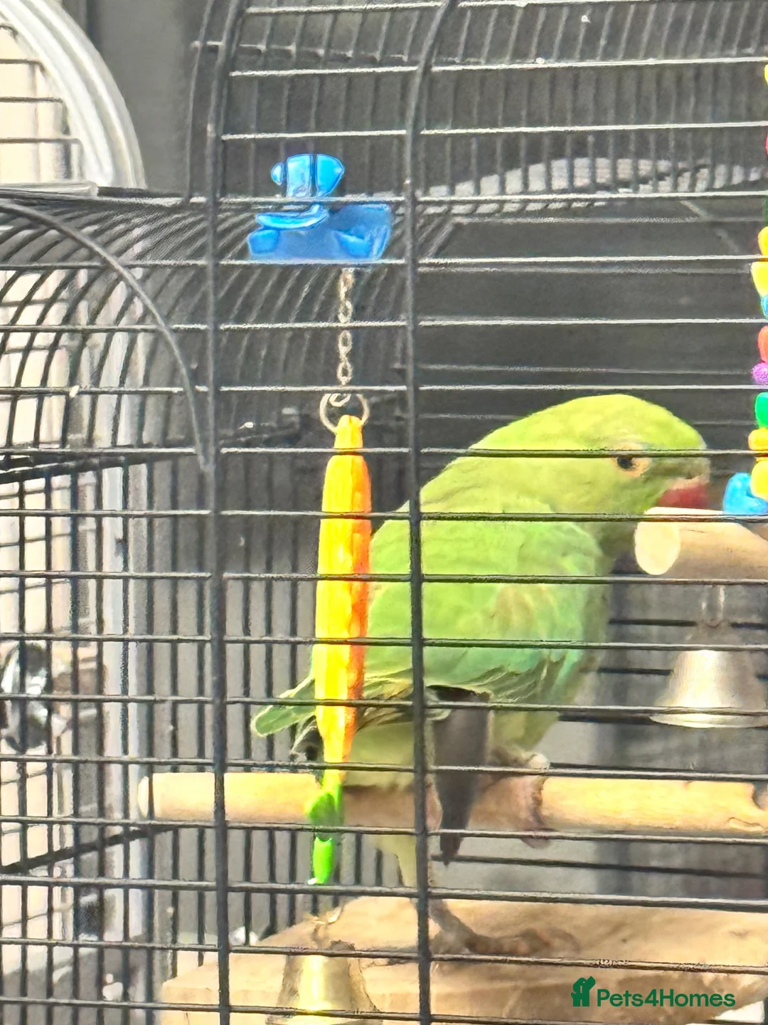 Ringnecks birds for sale: 1 year old Female Ringneck Parrot with cage in London - Advert 2