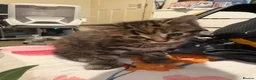 Mixed Breed cats for sale: female kitten for adoption in Thornton Heath - Advert 4