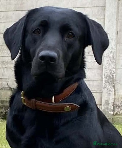 Labrador Retriever dogs Working Labrador Puppies - Advert 4