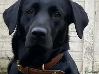 Labrador Retriever dogs Working Labrador Puppies - Advert 4