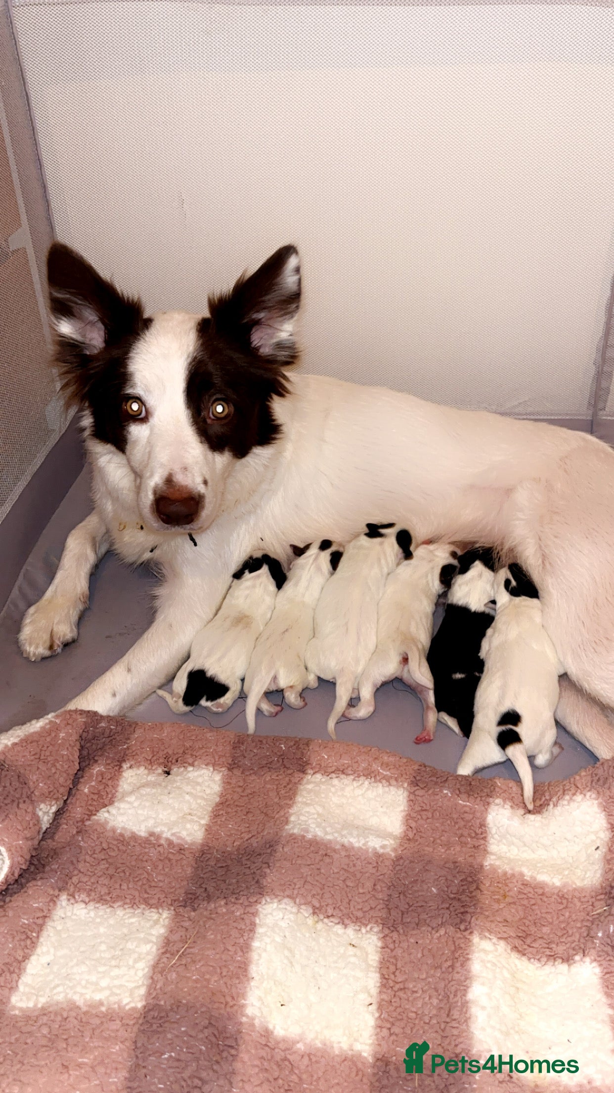 Border Collie dogs Border collie pups - Advert 1