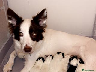 Border Collie dogs Border collie pups - Advert 7