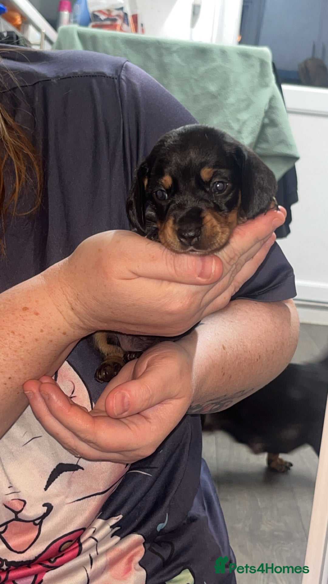 Dachshund dogs for sale: Exceptional Puppies 1 Boy boy left  - Advert 12