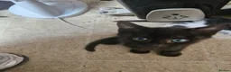 Domestic Shorthair cats for sale: Black kittens & black and white kittens - Advert 9