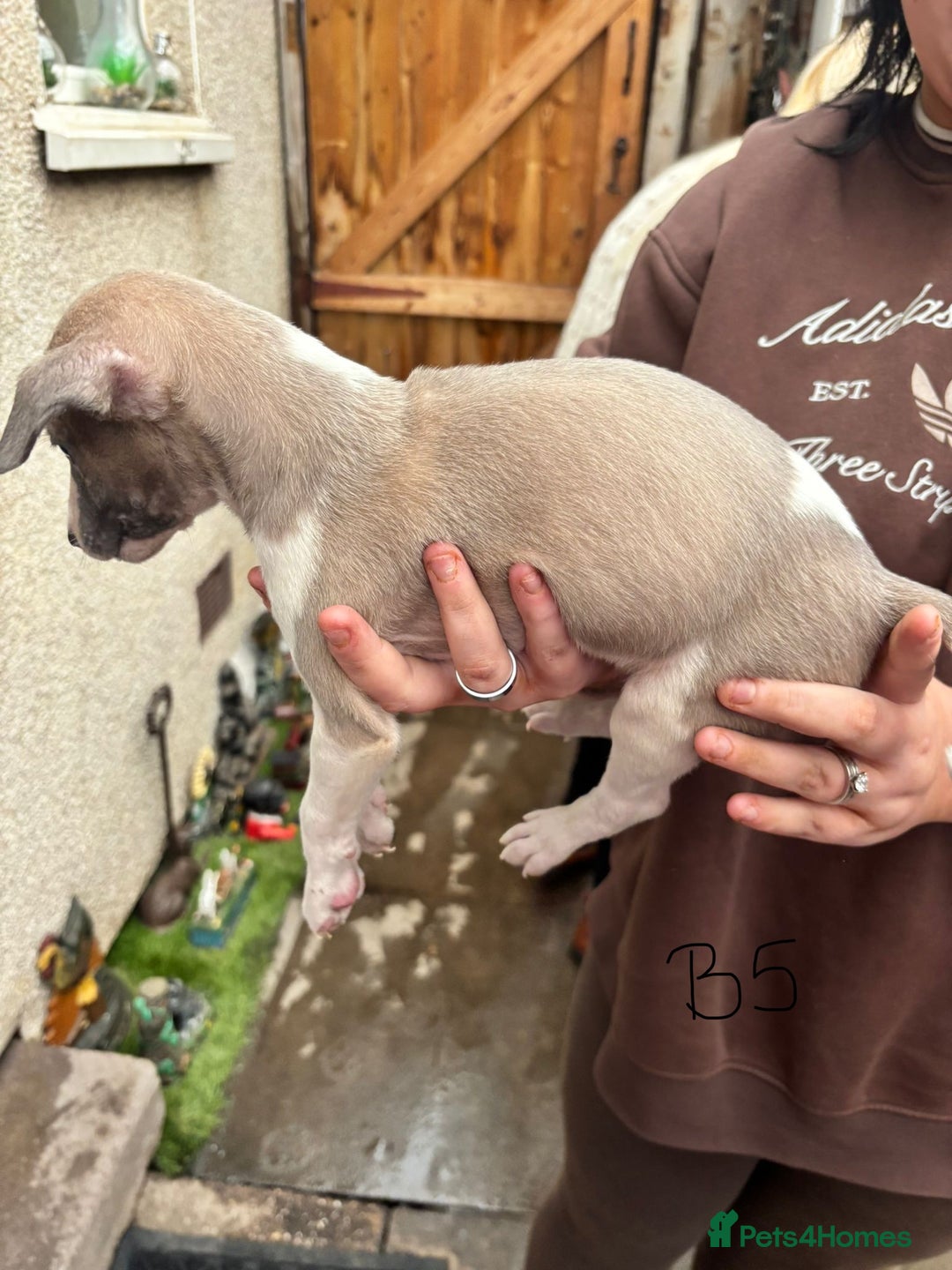 Whippet dogs for sale: Whippet pups x14 - Advert 27