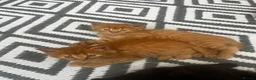 Maine Coon cats for sale: Maincoone x Norwegian forest kittens - Advert 18