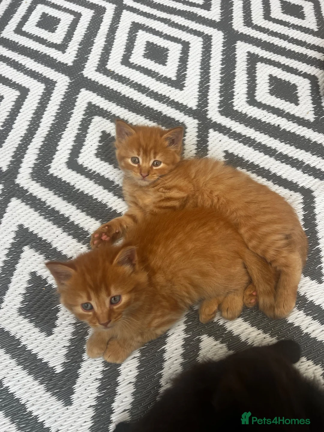 Maine Coon cats for sale: Maincoone x Norwegian forest kittens - Advert 18