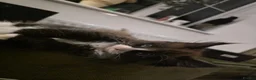Maine Coon cats for sale: Beautiful mainecoon x kittens!!! in Burton-on-Trent - Advert 5