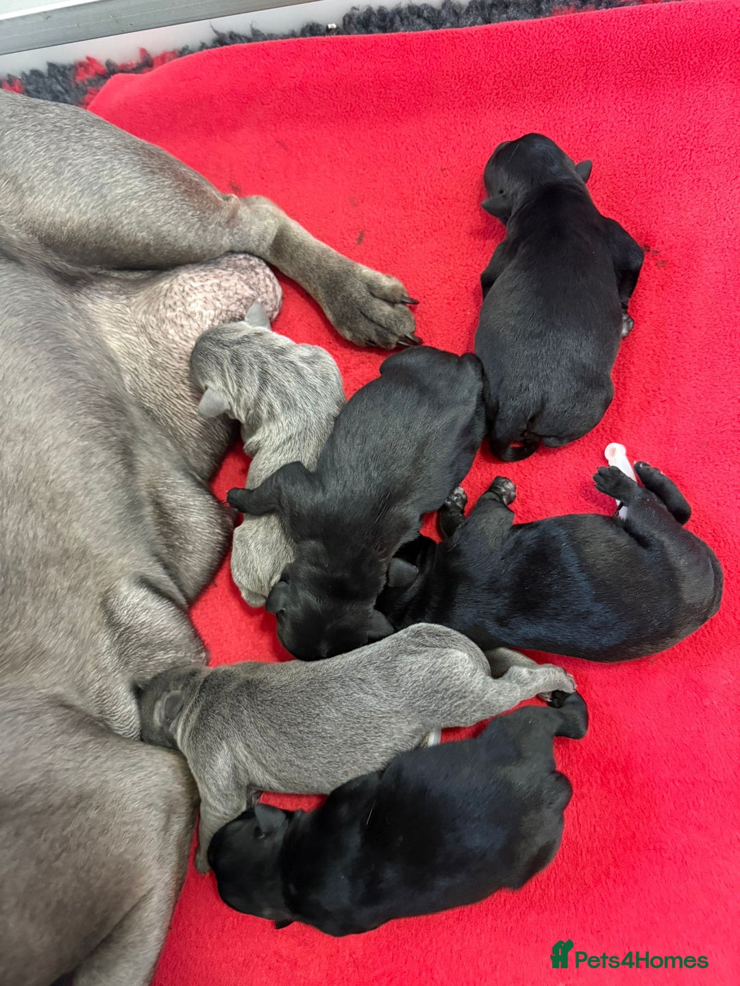 Staffordshire Bull Terrier dogs for stud: Mr T Champion sired Stud Blue gene 🧬 - Image 22