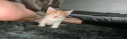 Mixed Breed cats for sale: Beautiful ginger and white kittens  in Ashford - Advert 4