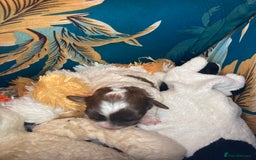 Shihpoo dogs for sale: 5 star rated Toy shihpoo puppies - Image 18