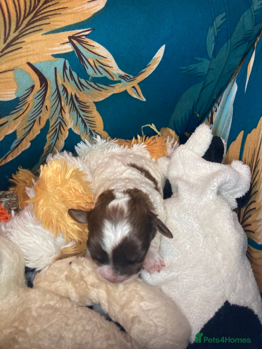 Shihpoo dogs for sale: 5 star rated Toy shihpoo puppies - Image 18