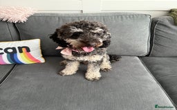Cockapoo dogs for sale: Beautiful cockerpoo female  - Image 2