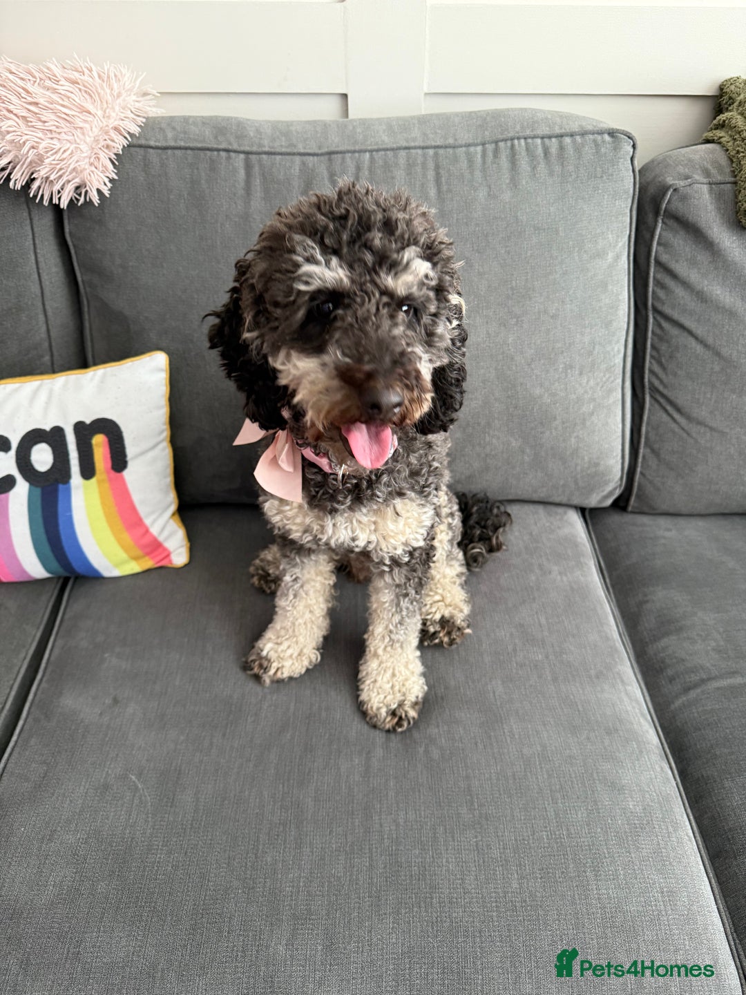 Cockapoo dogs for sale: Beautiful cockerpoo female  - Image 2