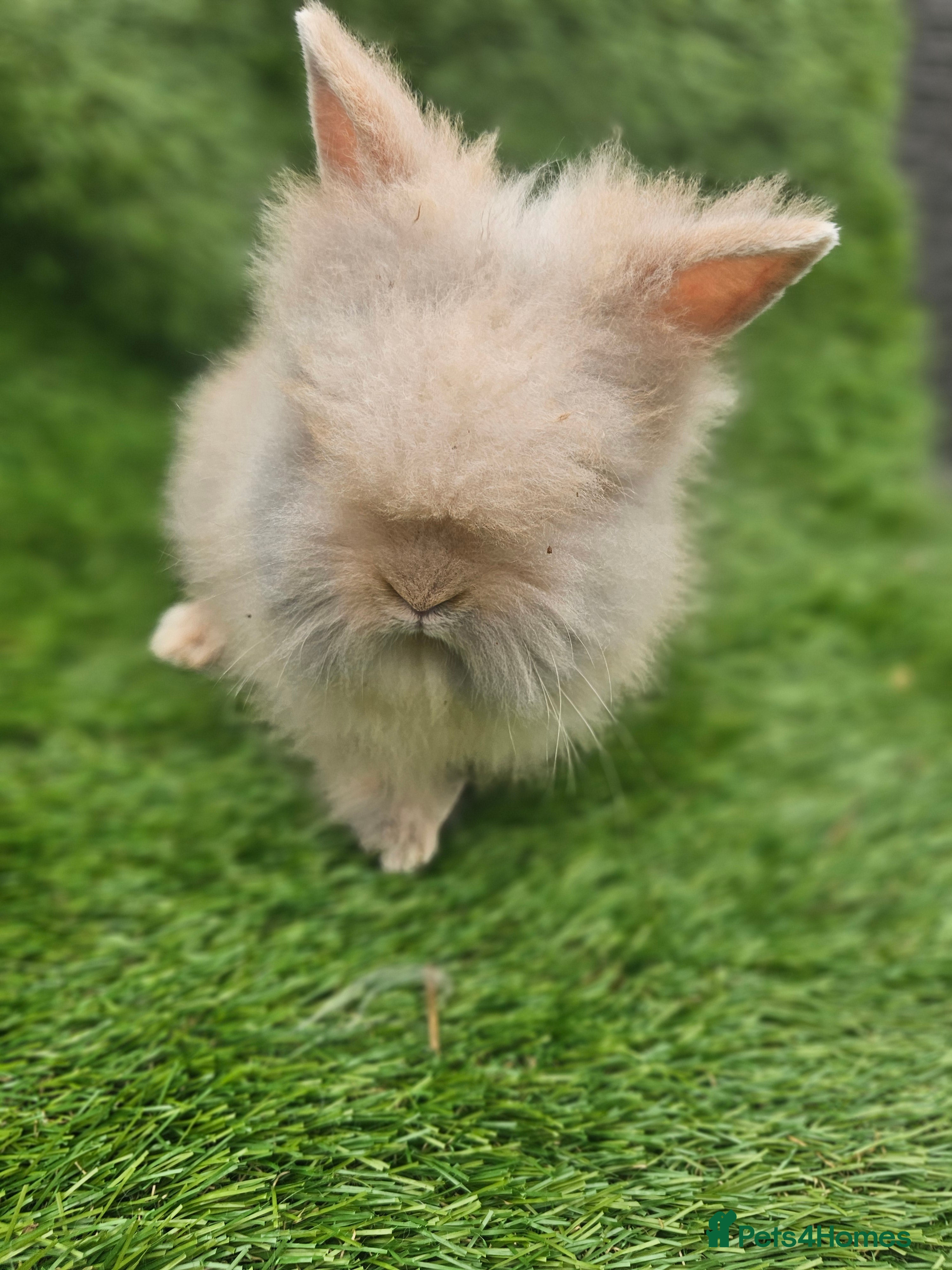 Lionhead rabbits Double Maned Lionhead - Advert 18