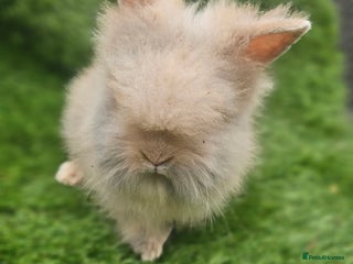 Lionhead rabbits Double Maned Lionhead - Advert 3