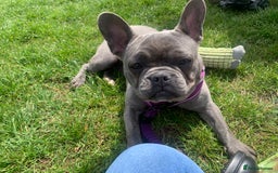 French Bulldog dogs for sale: Blue female French bulldog 2years old - Image 8