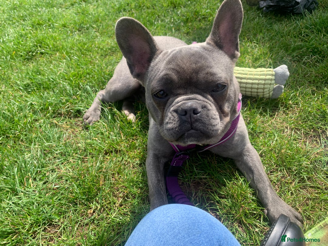 French Bulldog dogs for sale: Blue female French bulldog 2years old - Image 8