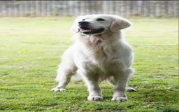 Golden Retriever dogs for sale: Newmiller Retrievers Litter Announcement - Image 5
