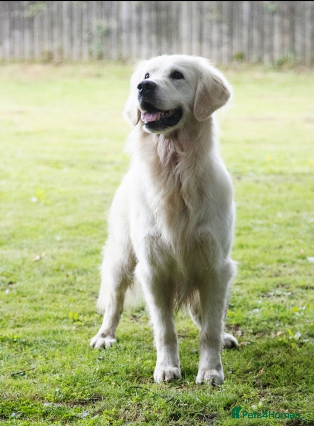 Golden Retriever dogs for sale: Newmiller Retrievers Litter Announcement - Image 5