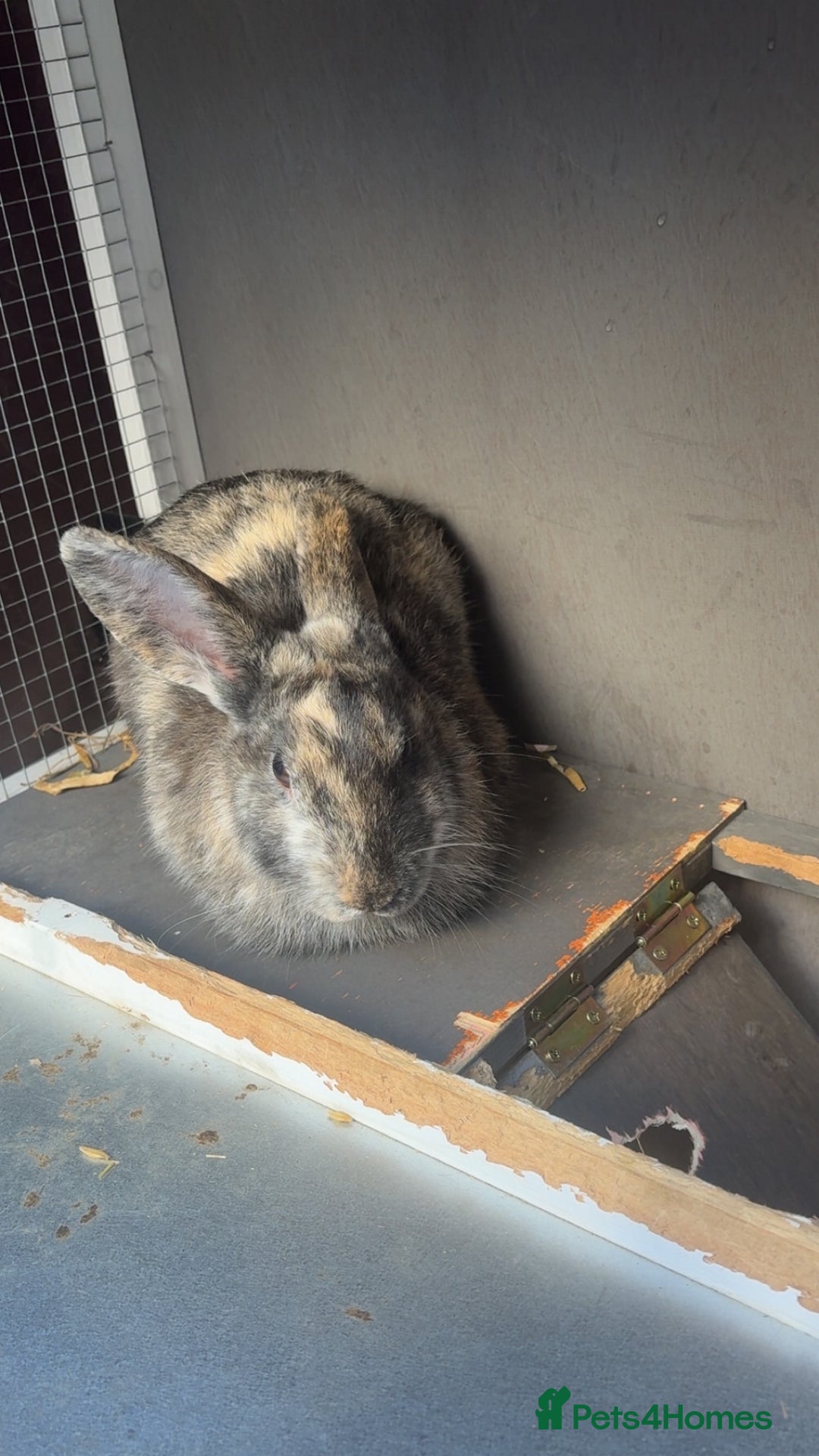 Dwarf Lop rabbits for sale: 2 male rabbits - Image 3