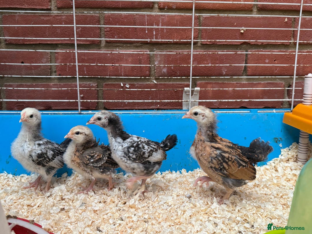 Chickens poultry for sale: 4 week old serama chicks  - Image 2