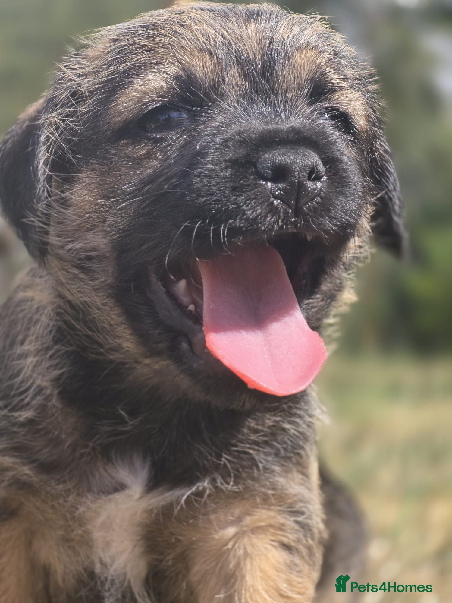 Border Terrier dogs Two Beautiful Border Terrier Puppies - Advert 2