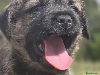 Border Terrier dogs Two Beautiful Border Terrier Puppies - Advert 2