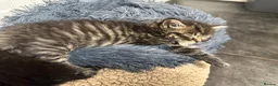 Maine Coon cats for sale: Maine coon x kittens  - Advert 9
