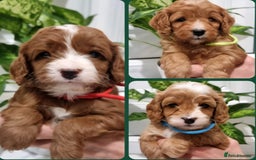 Cavapoo dogs for sale: Stunning F1 Cavapoo puppies, DNA tested parents  - Image 1