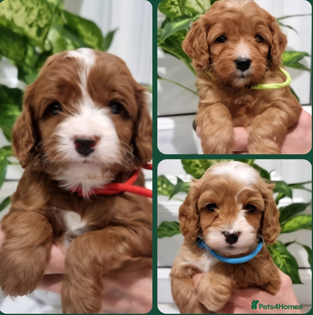 Cavapoo dogs for sale: Stunning F1 Cavapoo puppies, DNA tested parents  - Image 1