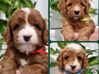Cavapoo dogs - Advert 2