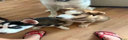 Mixed Breed dogs for sale: Miss Brooklyn Cole in Tewkesbury - Advert 13