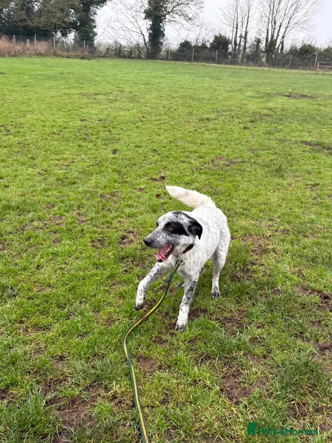 Mixed Breed dogs for adoption: Cessil - Norwich Norfolk  - Advert 14