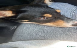 Mixed Breed dogs for sale: 16 week old collie/kelpi - Image 2
