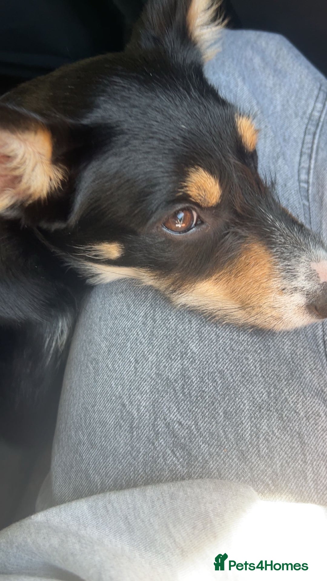 Mixed Breed dogs for sale: 16 week old collie/kelpi - Image 2