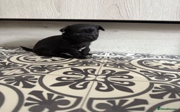 Chug dogs for sale: 6 beautiful chug puppies for sale ❤️ - Image 2