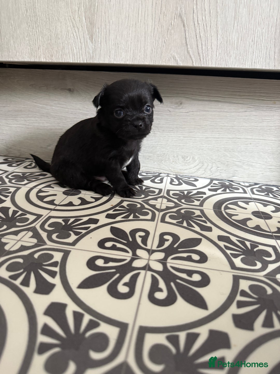 Chug dogs for sale: 6 beautiful chug puppies for sale ❤️ - Image 2
