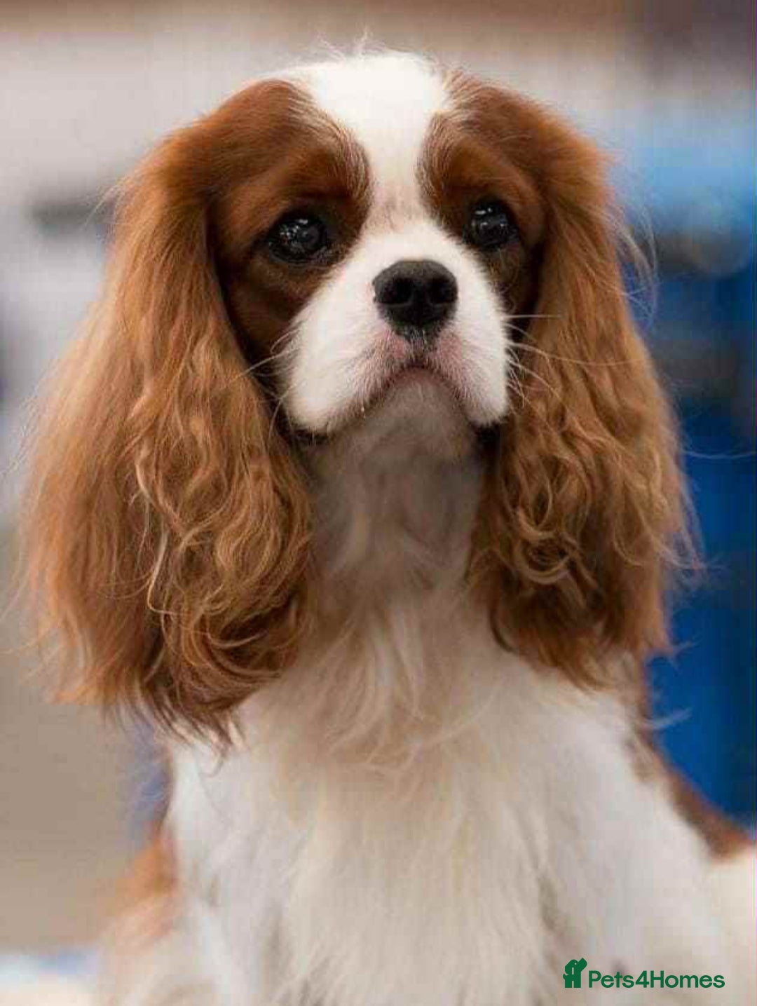 Cavalier King Charles Spaniel dogs for sale: Gorgeous KC Reg Cavalier king Charles puppies - Image 9